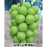 岡山県玉野市のふるさと納税シャインマスカット（寄附金額20,000円）