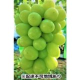 岡山県高梁市のふるさと納税シャインマスカット（寄附金額40,000円）
