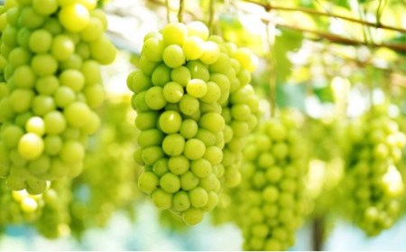 高知県のふるさと納税シャインマスカット