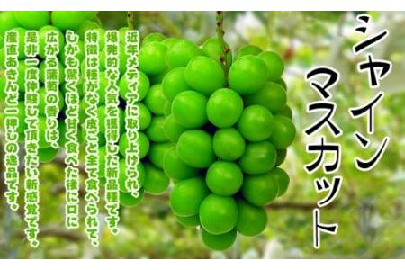 香川県のふるさと納税シャインマスカット