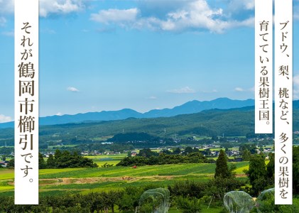 山形県鶴岡市のふるさと納税シャインマスカット（寄附金額7,000円）