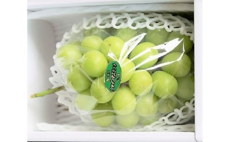 山形県上山市のふるさと納税シャインマスカット（寄附金額20,000円）