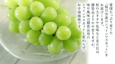 茨城県桜川市のふるさと納税シャインマスカット（寄附金額14,000円）