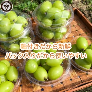 富山県魚津市のふるさと納税シャインマスカット（寄附金額14,000円）