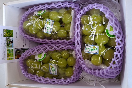 岩手県花巻市のふるさと納税シャインマスカット（寄附金額30,000円）
