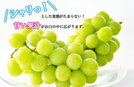 長崎県諫早市のふるさと納税シャインマスカット（寄附金額12,000円）
