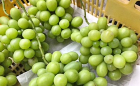 京都府のふるさと納税シャインマスカット