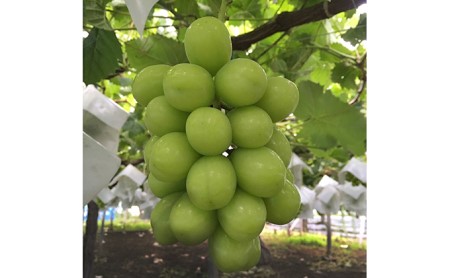 山梨県のふるさと納税シャインマスカット