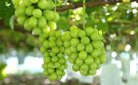 長野県のふるさと納税シャインマスカット