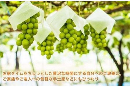 長野県中野市のふるさと納税シャインマスカット（寄附金額20,000円）