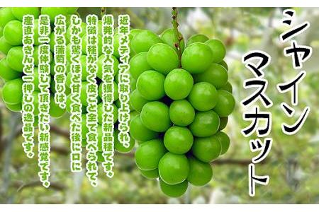 香川県坂出市のふるさと納税シャインマスカット（寄附金額18,000円）