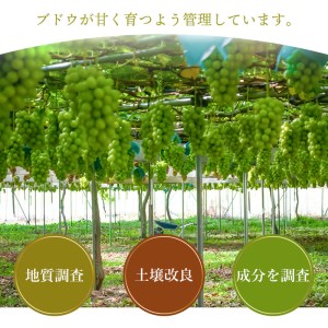 山形県鶴岡市のふるさと納税シャインマスカット（寄附金額10,000円）