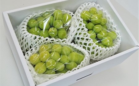 山形県上山市のふるさと納税シャインマスカット（寄附金額20,000円）