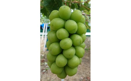 岡山県玉野市のふるさと納税シャインマスカット（寄附金額20,000円）