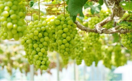 高知県のふるさと納税シャインマスカット