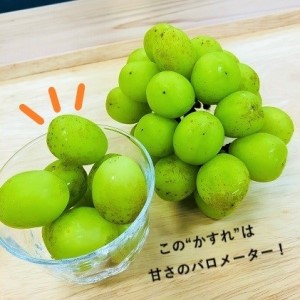 富山県のふるさと納税シャインマスカット