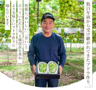 山形県鶴岡市のふるさと納税シャインマスカット（寄附金額7,000円）