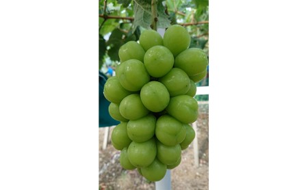 岡山県玉野市のふるさと納税シャインマスカット（寄附金額20,000円）