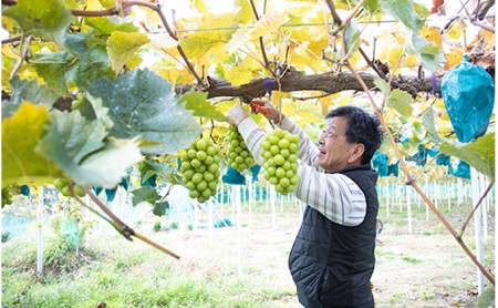 岡山県瀬戸内市のふるさと納税シャインマスカット（寄附金額20,000円）