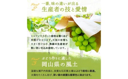 岡山県瀬戸内市のふるさと納税シャインマスカット（寄附金額27,000円）