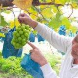 岡山県玉野市のふるさと納税シャインマスカット（寄附金額20,000円）