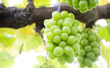 岡山県瀬戸内市のふるさと納税シャインマスカット（寄附金額20,000円）