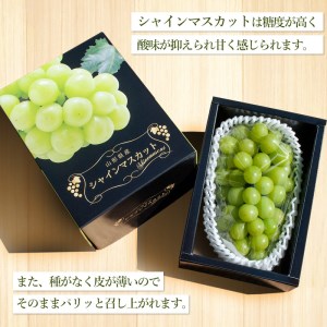 山形県鶴岡市のふるさと納税シャインマスカット（寄附金額7,000円）