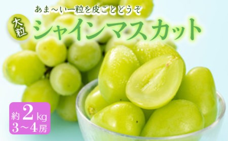 山形県（県庁）のふるさと納税シャインマスカット（寄附金額30,000円）