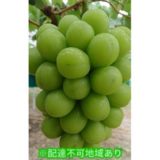 岡山県高梁市のふるさと納税シャインマスカット（寄附金額15,000円）