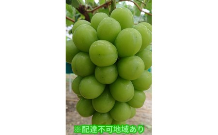 岡山県里庄町のふるさと納税シャインマスカット（寄附金額17,000円）