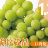 長野県中野市のふるさと納税シャインマスカット（寄附金額17,000円）