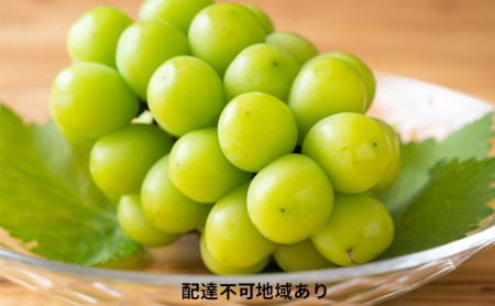 岡山県玉野市のふるさと納税シャインマスカット（寄附金額40,000円）