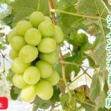 長野県松川村のふるさと納税シャインマスカット（寄附金額12,000円）