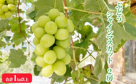 長野県松川村のふるさと納税シャインマスカット（寄附金額12,000円）