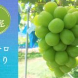 長野県坂城町のふるさと納税シャインマスカット（寄附金額15,000円）