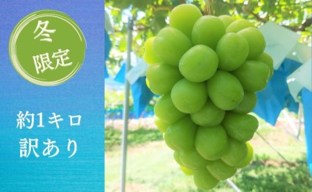 長野県坂城町のふるさと納税シャインマスカット（寄附金額15,000円）