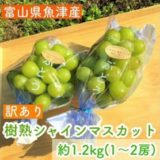 富山県魚津市のふるさと納税シャインマスカット（寄附金額16,000円）