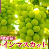 山梨県甲府市のふるさと納税シャインマスカット（寄附金額20,000円）