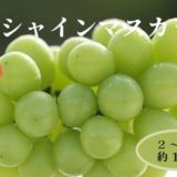 長野県佐久穂町のふるさと納税シャインマスカット（寄附金額14,000円）