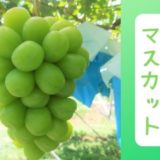 長野県坂城町のふるさと納税シャインマスカット（寄附金額10,000円）
