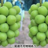 岡山県倉敷市のふるさと納税シャインマスカット（寄附金額30,000円）