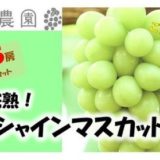 岡山県和気町のふるさと納税シャインマスカット（寄附金額20,000円）