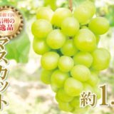 長野県千曲市のふるさと納税シャインマスカット（寄附金額14,000円）