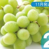 長野県中野市のふるさと納税シャインマスカット（寄附金額27,000円）