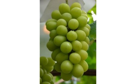 山梨県甲斐市のふるさと納税シャインマスカット（寄附金額10,000円）