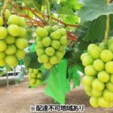 岡山県里庄町のふるさと納税シャインマスカット（寄附金額18,000円）