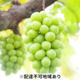 岡山県瀬戸内市のふるさと納税シャインマスカット（寄附金額15,000円）
