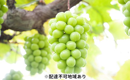 岡山県瀬戸内市のふるさと納税シャインマスカット（寄附金額15,000円）