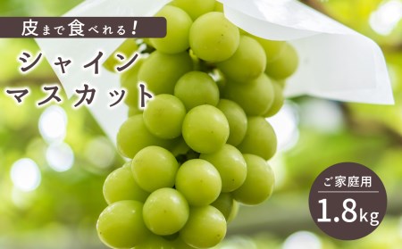 長野県千曲市のふるさと納税シャインマスカット（寄附金額13,000円）
