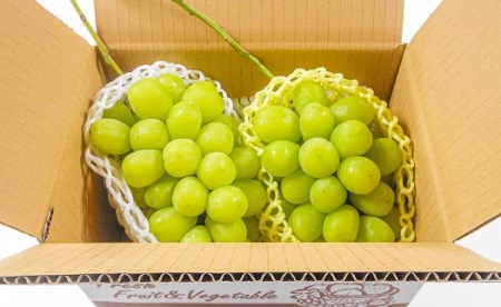 長野県中野市のふるさと納税シャインマスカット（寄附金額17,000円）